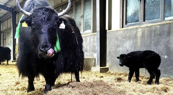 In Cina la prima clonazione di gruppo di 10 yak