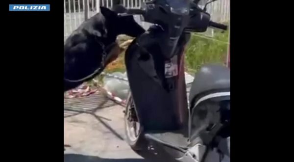 Cane poliziotto trova droga nascosta in uno scooter, un arresto a Catania