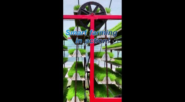 Cina: agricoltura smart, piantine di riso coltivate “in ascensore”