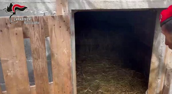 Trovato un bunker sotterraneo con serra hi-tech, quattro arresti nel Reggino