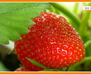 Sorsi di Benessere - Una merenda con fragole e skyr