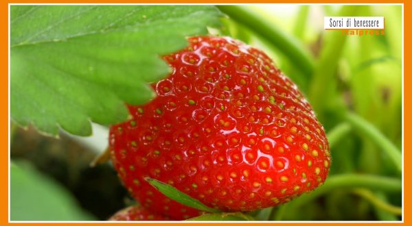 Sorsi di Benessere – Una merenda con fragole e skyr