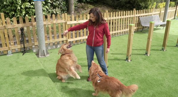 A MagicLand nasce DogLand – Anas, area dedicata al divertimento dei cani