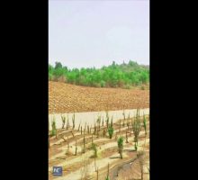 Cina, dalla sabbia ai campi fertili, il "miracolo verde" nello Xinjiang