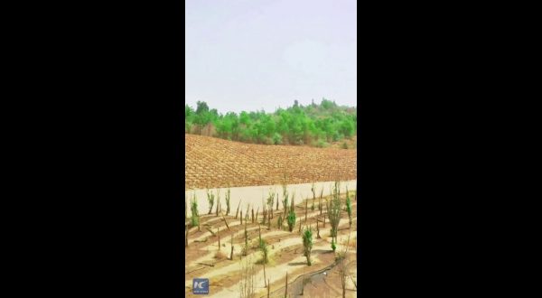 Cina, dalla sabbia ai campi fertili, il “miracolo verde” nello Xinjiang