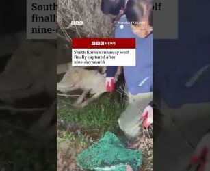 South Korea's runaway wolf finally captured after nine-day search. #SouthKorea #Wolf #BBCNews