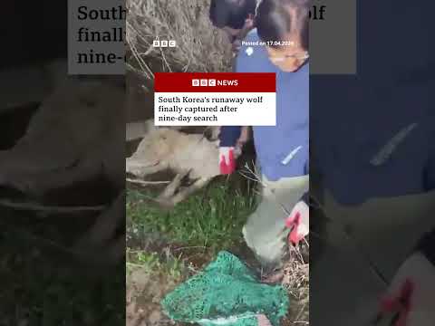 South Korea's runaway wolf finally captured after nine-day search. #SouthKorea #Wolf #BBCNews