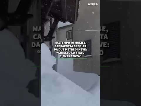 Schillaci al Forum Ansa: “Dove la legge funziona le liste d’attesa calano” #ansa #news