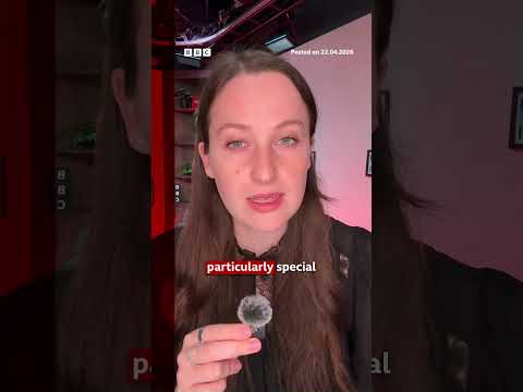 Madonna offering reward for the return of her missing Coachella outfit. #Madonna #USNews #BBCNews