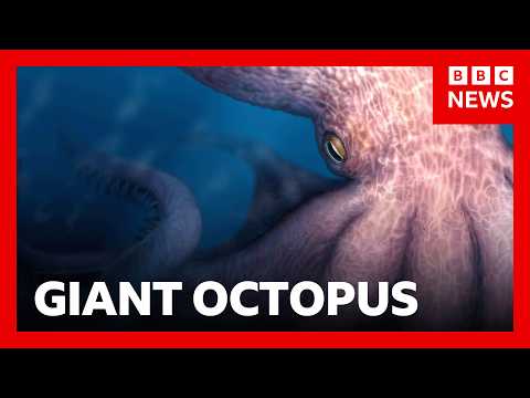 Meet the 19-metre octopus that prowled the ancient seas | BBC News
