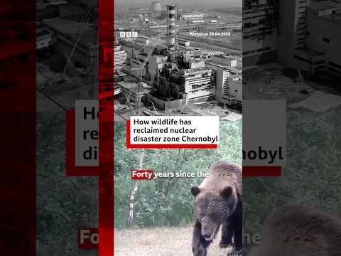 How is wildlife surviving in Chernobyl? #Chernobyl #Ukraine #BBCNews