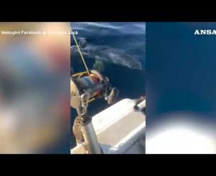 Un grosso squalo attacca un motoscafo a Gallipoli, paura per i pescatori #ansa #news
