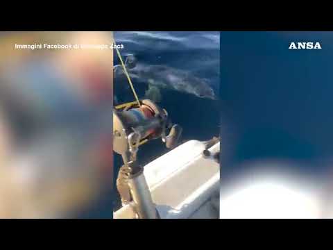 Un grosso squalo attacca un motoscafo a Gallipoli, paura per i pescatori #ansa #news