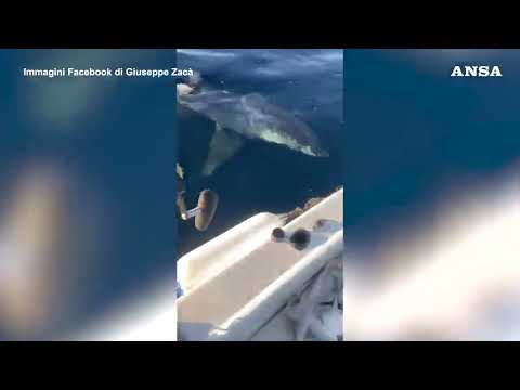 Un grosso squalo attacca un motoscafo a Gallipoli, paura per i pescatori#ansa #news
