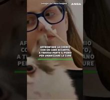 Affrontare la chemio con un cane accanto, a Treviso parte il piano per umanizzare le cure#ansa #news