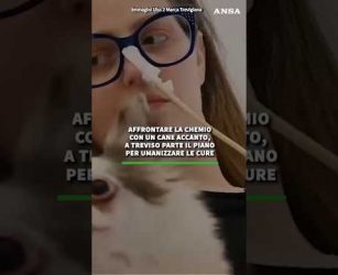 Affrontare la chemio con un cane accanto, a Treviso parte il piano per umanizzare le cure#ansa #news