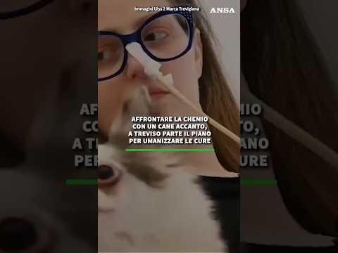 Affrontare la chemio con un cane accanto, a Treviso parte il piano per umanizzare le cure#ansa #news