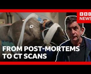 Inside London Zoo&rsquo;s new wildlife hospital | BBC News