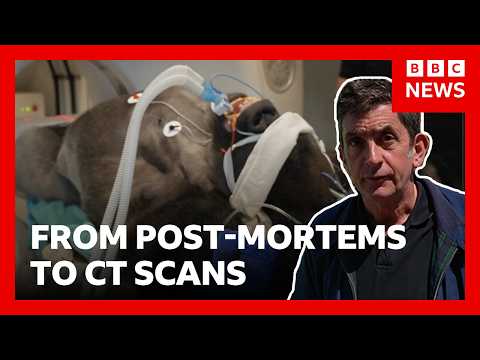 Inside London Zoo’s new wildlife hospital | BBC News