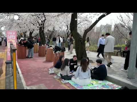 Corea del Sud, la fioritura dei ciliegi a Seul#ansa #news