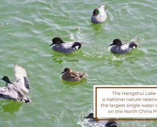 Cina, sul lago Hengshui decine di migliaia di uccelli migratori
