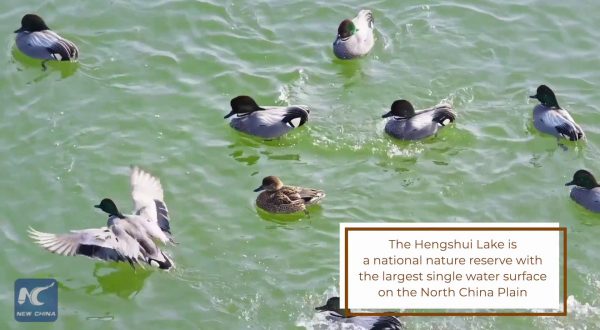 Cina, sul lago Hengshui decine di migliaia di uccelli migratori