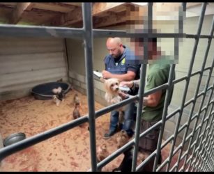 A Varese scoperto un allevamento abusivo di cani, due denunce per maltrattamenti