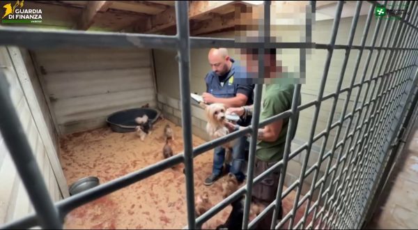 A Varese scoperto un allevamento abusivo di cani, due denunce per maltrattamenti