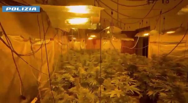 Serra indoor di marijuana scoperta nel Palermitano, arrestato un 19enne