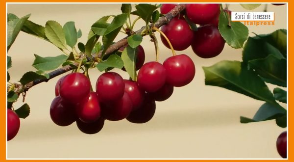 Sorsi di Benessere – Una tisana con i peduncoli di ciliegio