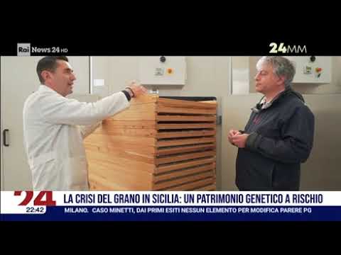 Unimpresa su Rai news 24 24mm "Il pane del Re" - Crisi del grano in Sicilia  - 07/05/2026 - 22.30