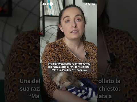 l cane dei record: Lazare ha 30 anni ed e’ il piu’ longevo del mondo #ansa #news