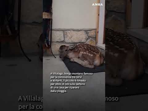Un cerbiatto come inquilino:si ripara dal maltempo sull'uscio di una casa  Villalago,in Abruzzo#ansa