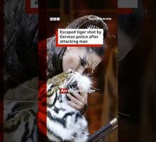 Escaped tiger shot by German police after attacking man. #Germany #BBCNews