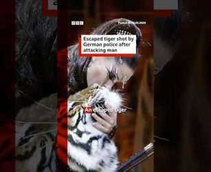 Escaped tiger shot by German police after attacking man. #Germany #BBCNews