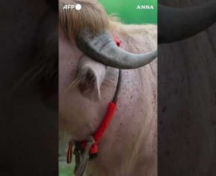 In Bangladesh virale il bufalo "Donald Trump"  #ansa #news