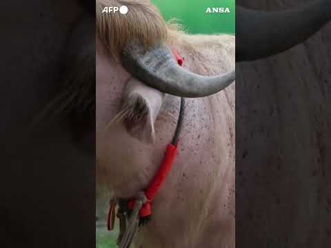 In Bangladesh virale il bufalo "Donald Trump"  #ansa #news