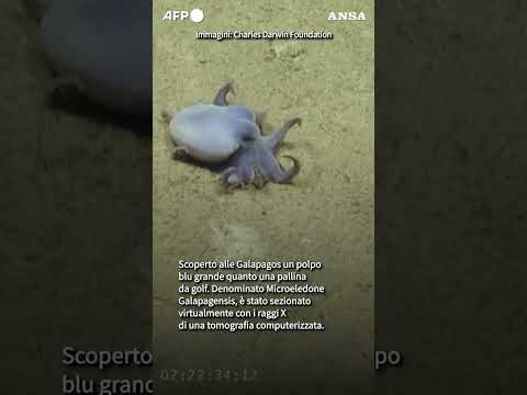 Ora c’e’ anche il polpo blu (ma sembra innocuo ed e’ alle Galapagos) #ansa #news