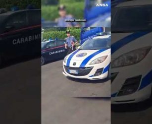 Si ribalta un camion carico di maiali nel reggiano, animali a zonzo #ansa #news