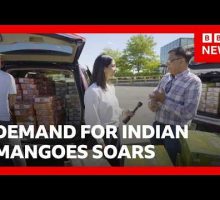 Demand for Indian mangoes soar as cargo fees rise | BBC News