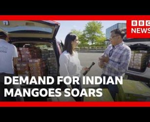 Demand for Indian mangoes soar as cargo fees rise | BBC News