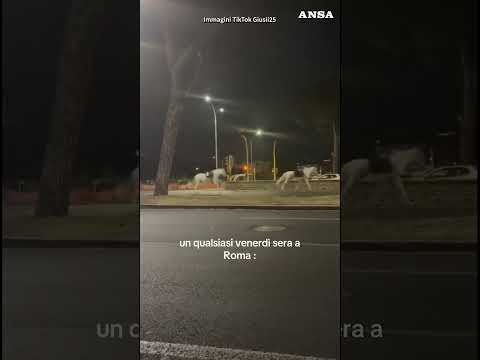Cavalli della parata del 2 giugno in fuga a Roma, la corsa su via Cristoforo Colombo #ansa #news