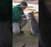 Un cucciolo di canguro nato al Bioparco di Roma, prime uscite dal marsupio #ansa #news
