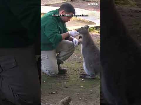 Un cucciolo di canguro nato al Bioparco di Roma, prime uscite dal marsupio #ansa #news