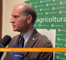Giansanti "Per l'oliva da tavola una dimensione di mercato importante"