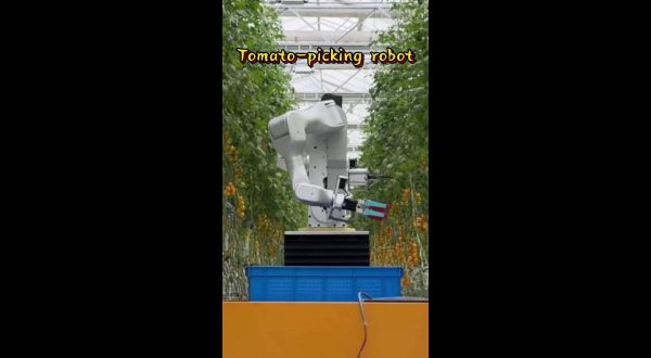 Cina, ricercatori sviluppano robot umanoide per la raccolta dei pomodori