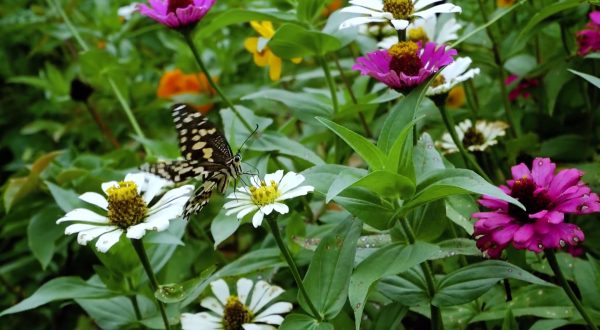 Clima, fino al 16% delle piante rischia l’estinzione