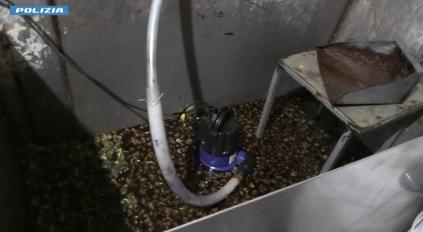 Piantagione di marijuana in un bunker segreto nel Foggiano, 5 arresti