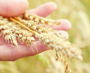 Grano, il modello Casillo fra tracciabilit&agrave; e formazione