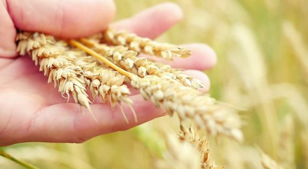 Grano, il modello Casillo fra tracciabilità e formazione